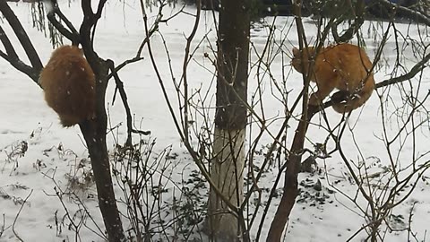 ❄️😻 Two cats are curiously sitting in the tree, watching the snow! 🌨️🐱