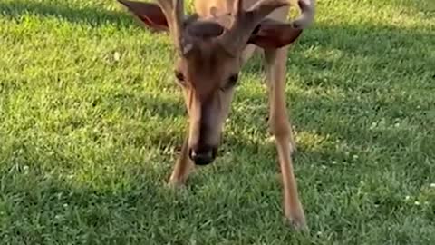 Tiny kitten befriends deer