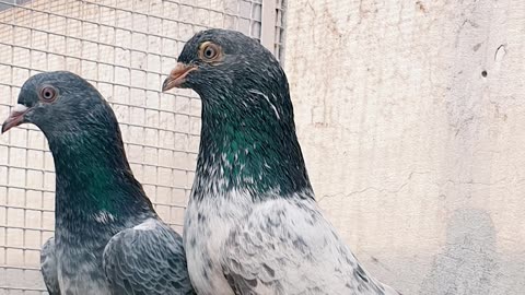 Nayab Breed Pigeons Of Ustad Naeem Bhatti