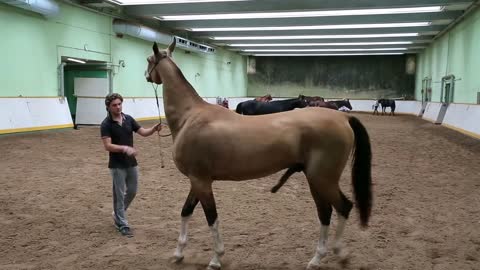 Thoroughbred horses in the indoor arena equestrian center Bitsa