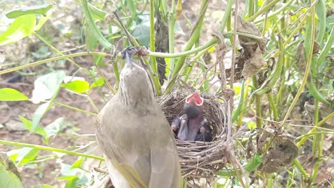 a crow attacks, smashes out sleeping infants, eats a baby bird, and attacks a bird nest.