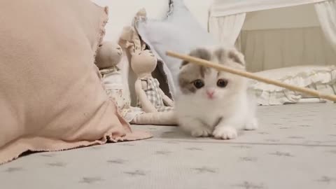 cute kitten videos short leg cat- KimsKennelUS