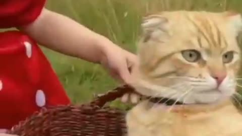 Baby playing with cat