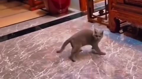 Wait for the end 🤣 #funnyvideos #cat #dog #prankpet #dogcatfight🤣 #animals #foryou #fyp