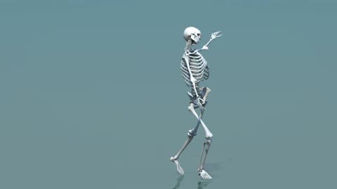 3d model human skeleton