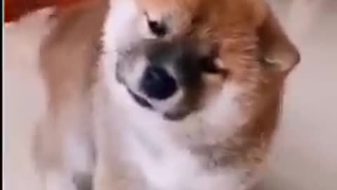 Shiba Inu cuteness Overload