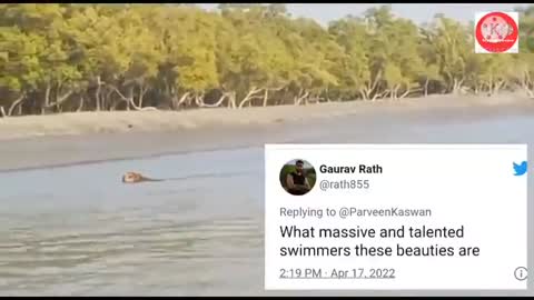 Tiger’s jump from boat during release in Sundarbans -_Cut