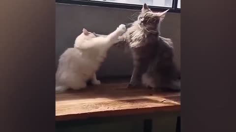 FUNNY CATS