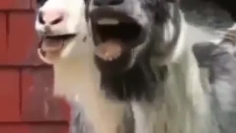 Animal vs human funny video 😂😂