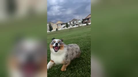 Cheese on the Run: Watch This Dog Go Wild!🤩🧀