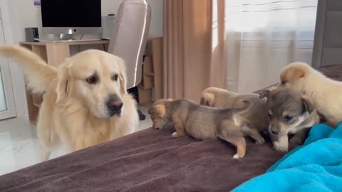 Golden Retriever Meets Puppies for the First Time.