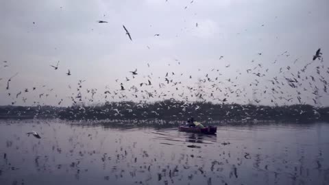 A serene symphony: Flying seagulls