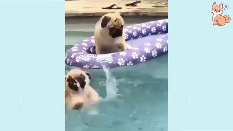 Dogs are swimming in pool😃