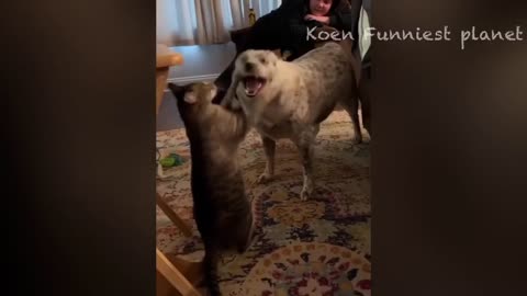 Funny Dogs And Cats Videos 2023 😅 - Best Funniest Animal Videos Of The Month