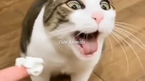 Funny fun cat dog video 😂