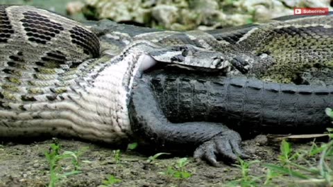 Crocodiles vs Burmese Pythons