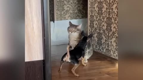 Funny Cats and Dogs - Funny Animals