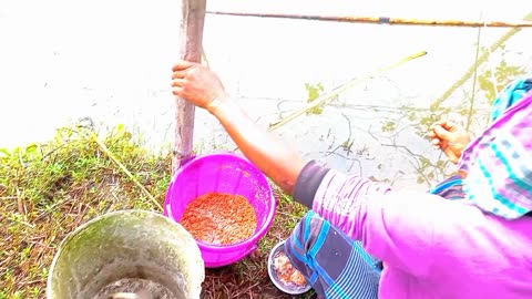 গ্রামের পুকুরে মাছ ধরা হচ্ছে || Fishing is being done with fishing rods in the village pond