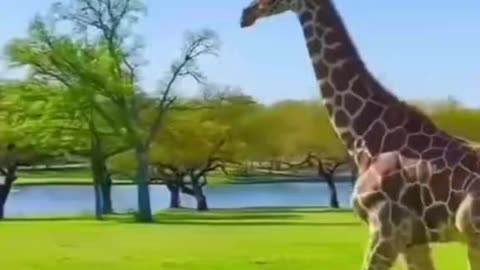 Beautiful animal giraffe