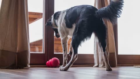 Puppy jumping on red biscuit treat ball