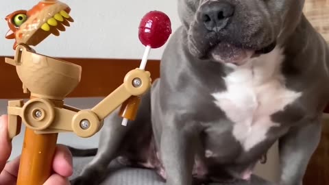 Camprei um brinquedo novo para mihna American bully