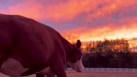 POV: you almost went to slaughter, but instead you're watching the sun set over your sanctuary