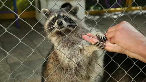 "Wholesome Wildlife: Feeding Time Fun with Playful Raccoon Duo!"