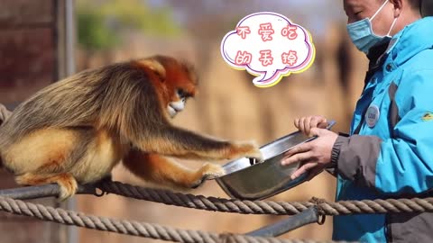 Picky eaters of golden snub-nosed monkeys