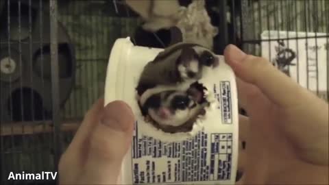 SUGAR GLIDERS Flying - Funny & Cute Compilation try not laugh