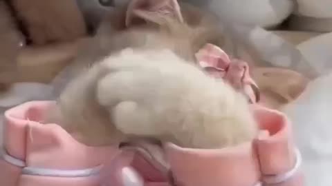 Cute Cat Sleeping💤😴