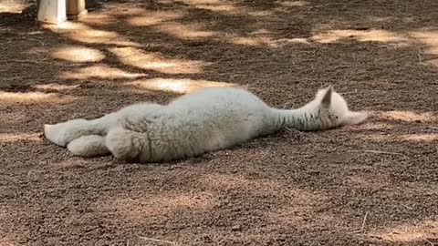 Our new cria (baby alpaca) is floofing adorable