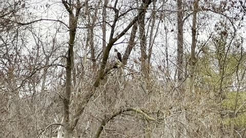 Blessed Day. A Red-Tailed Hawk stopped by