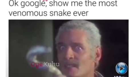 Most Dangerous Snake In The World