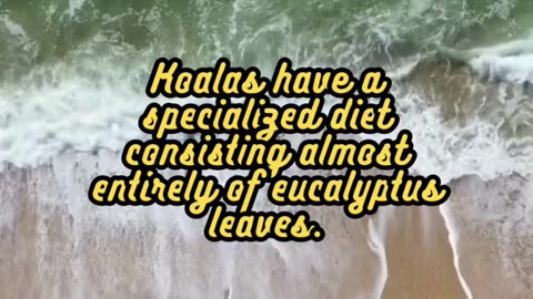 Animal Facts Koalas #shorts