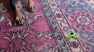 Dog Bewildered by Fidget spinner