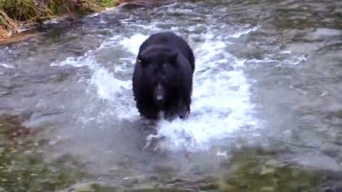 Bear is trying to catch fish