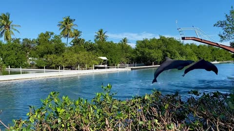 Dolphin/dolphins/dolphin show/dolphin fish