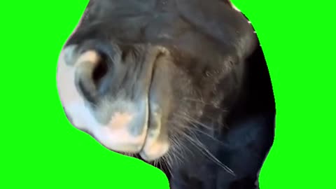 Horse Bombastic Side Eye | Green Screen