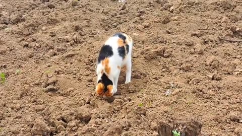 After the pregnant cat toileted, she covered herself with soil.