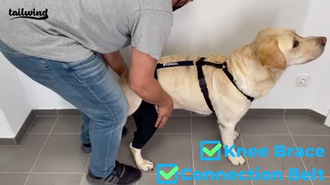 Double Knee Brace and Connection Belt Instructions - Tailwindpets