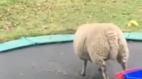 Animals love trampolines..