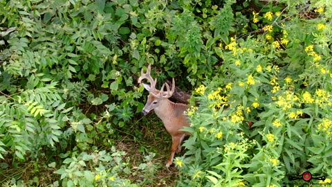 Drone Finds Nice Buck Hiding In The Tall Grass