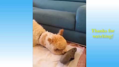 Cute baby animals Videos Compilation cute moment of the animals - Cutest Animals