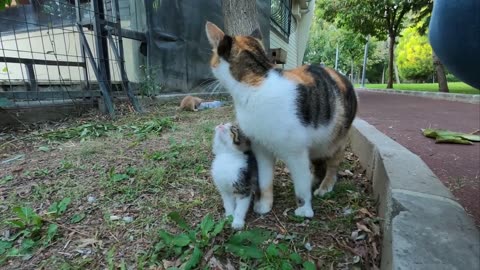 Kitten asking milk from her mommy (Long version)