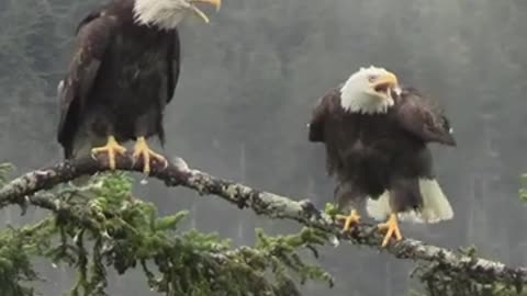 For those who haven't heard what a bald eagle sounds like.