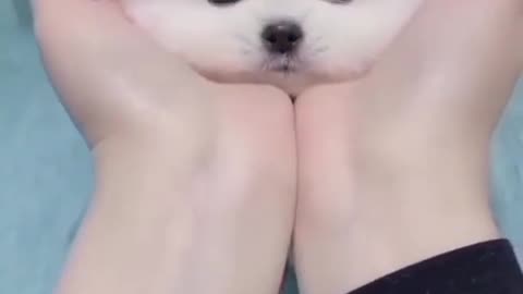 Cute puppy