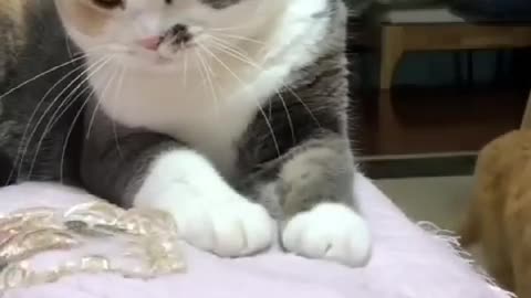 fuuny videos of cat