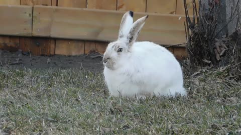 Arctic Hare Feeding On Grass