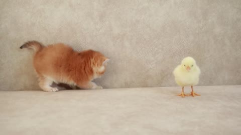 Kittens walk with a tiny chicken