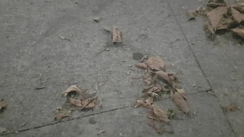 Dry leafs in the night of Bucharest